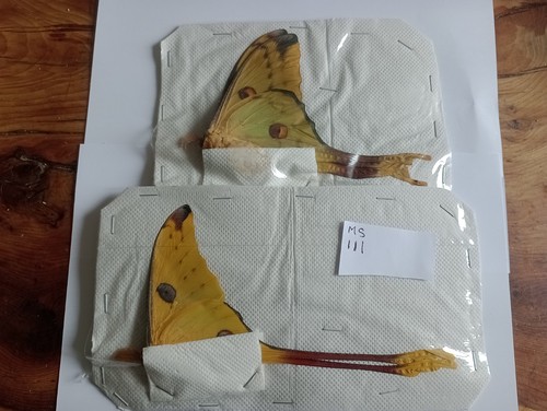 Agrema mitteri moth - ssp, pair