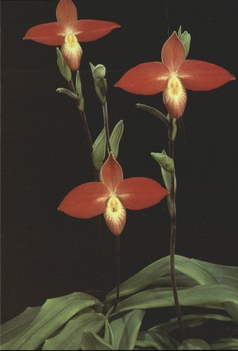 Eric young orchid - eric,