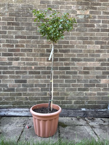 Plum damson shropshire prune - shropshire,