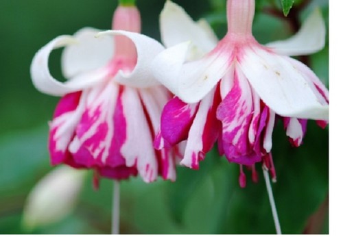 Fuchsia marbeller flying - 3,