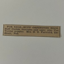 Buff Orpington Eggs Mrs. H. E