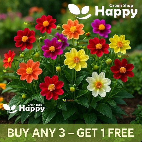 Dahlia 120 seeds - dahlia, piccolo
