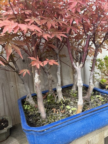Japanese maple forest acer - japanese,