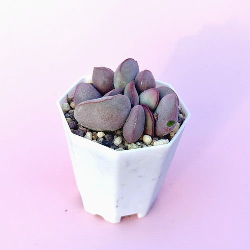 Adromischus marianiae - adromischus,