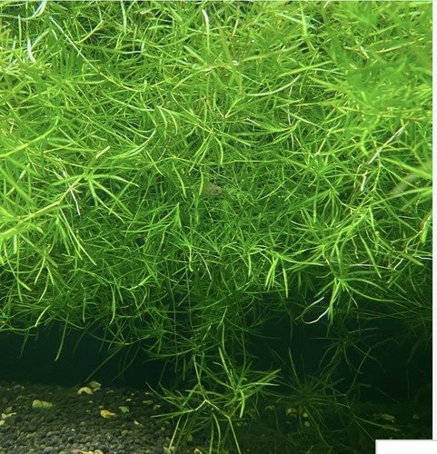 10g guppy grass najas - 10g,