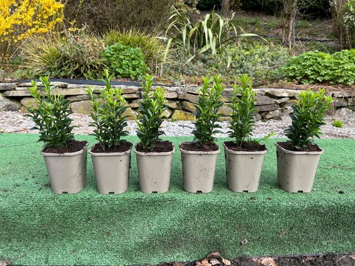 Euonymus hedging plants - , (6