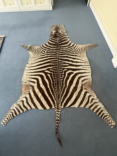 Large real zebra hide - large, rug
