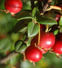Ugni Molinae / Chilean Guava /