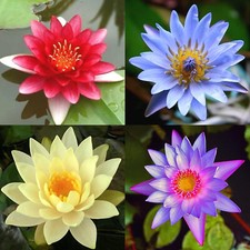 4 Pack Live Hardy Water Lilies