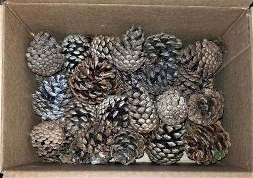 Pitch pine small - pitch, cones