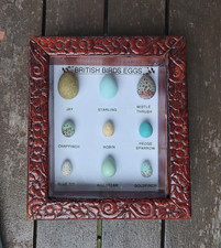 British Birds Eggs Collection