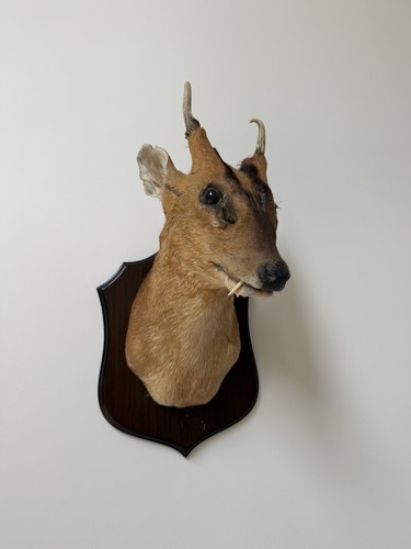 Muntjac deer taxidermy - taxidermy, head