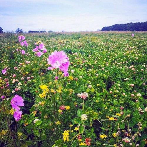 Wild flower meadow - 1,