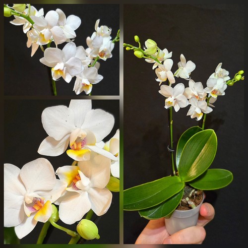 Mini phalaenopsis white - mini, 'white