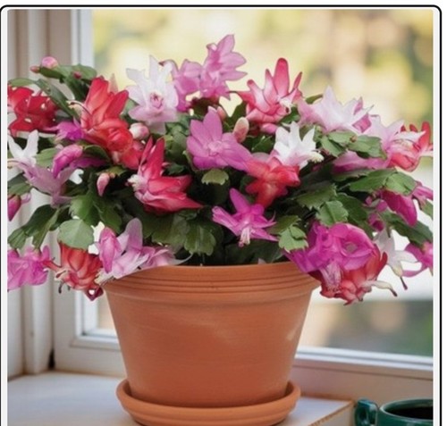 Christmas cactus quattro - christmas,