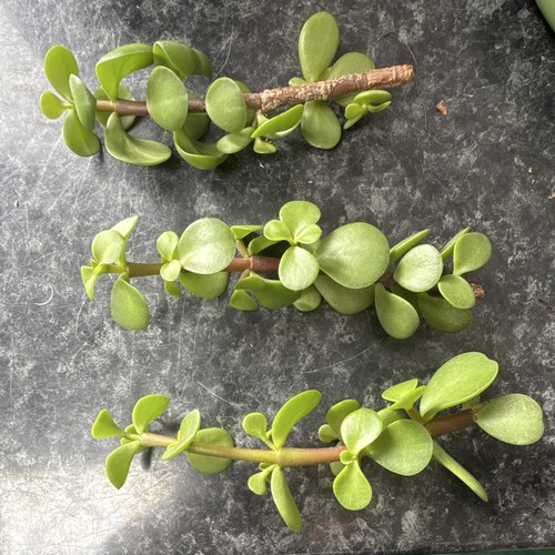 Dwarf jade plant crassula - jade, |