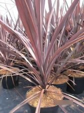 Cordyline Australis Red Star - Club Lily Red Star