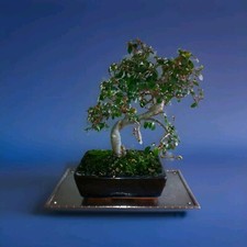 Keswick School Of Industrial Arts & Crafts KSIA Plant Stand Card Tray Trivet