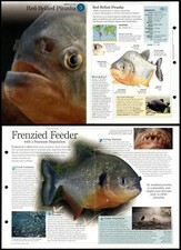 Red-Bellied Piranha #3 Fish -