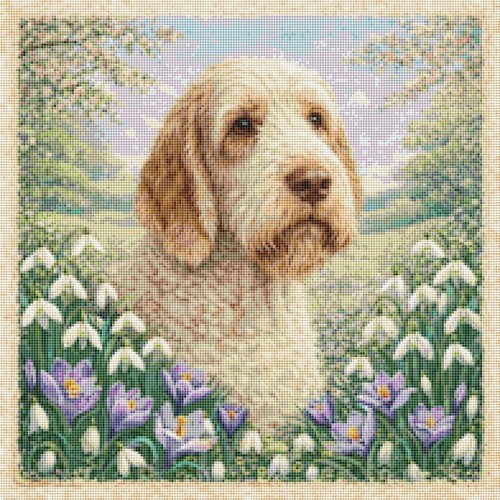 Italian spinone puppy - spinone, in