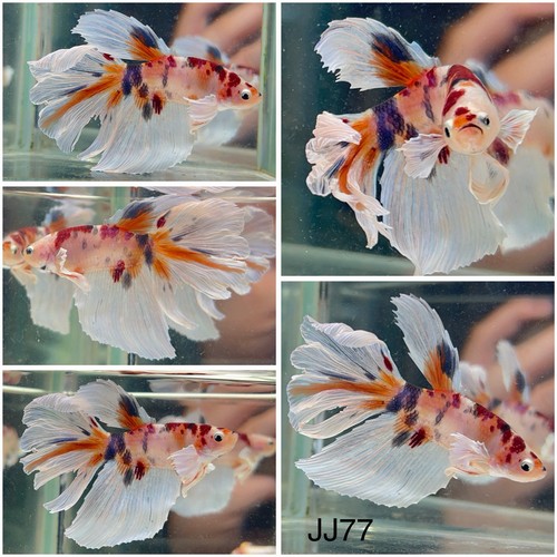 Male betta live fish jj77 - male,