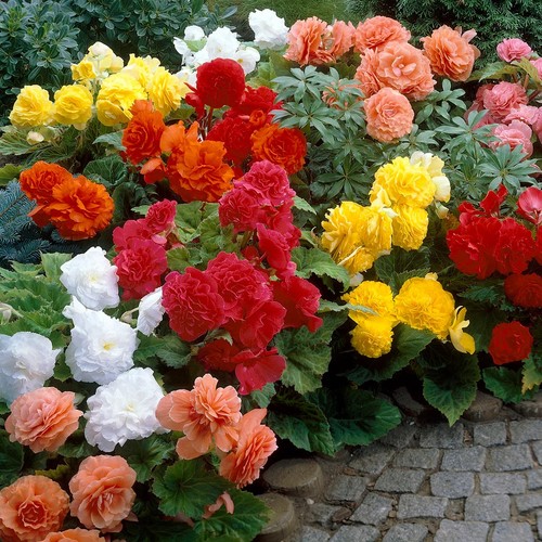 Begonia non stop - non-stop, mix