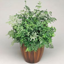 Pteris Evergemiensis - Silver Lace Fern | Best Indoor Plants (25-35cm Incl. Pot)