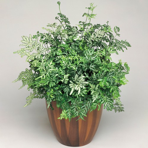 Pteris evergemiensis silver - -,