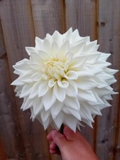 Dahlia Tubers. Evelyn Foster