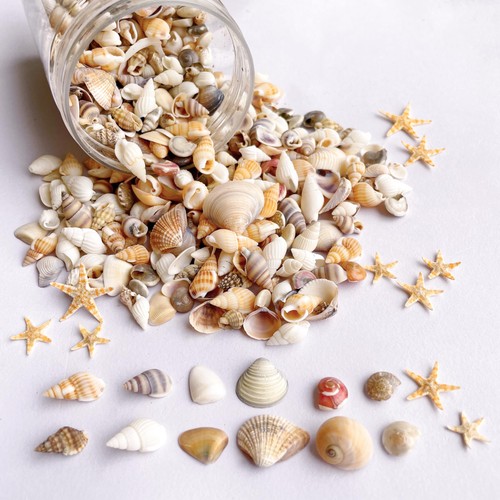 1200 pcs tiny sea shells - 1200,