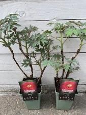 Tree Peony-Red Flower Colour