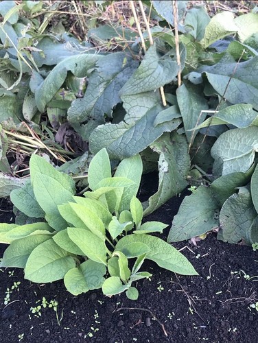 Comfrey roots organic - comfrey,