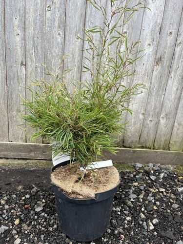 Dwarf european beech fagus - -,