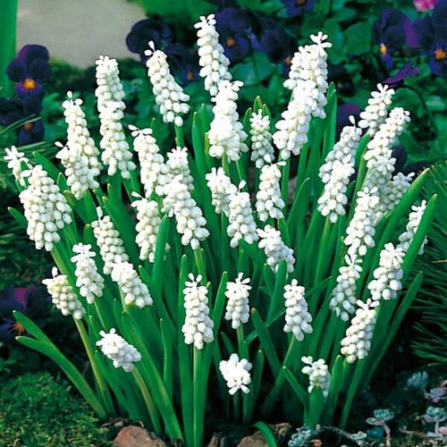 White muscari siberian - muscari,