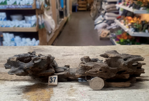 Dragon wood natural - wood,