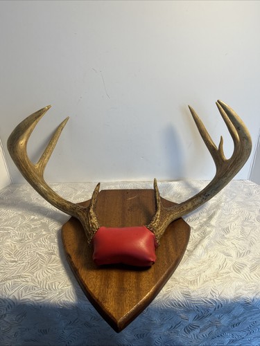 Vintage point whitetail deer - vintage,