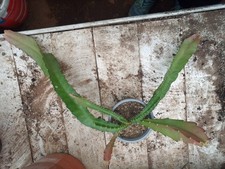 EPIPHYLLUM "ACKERMANII" ORCHID CACTUS. HOUSE PLANT, Red flowers 