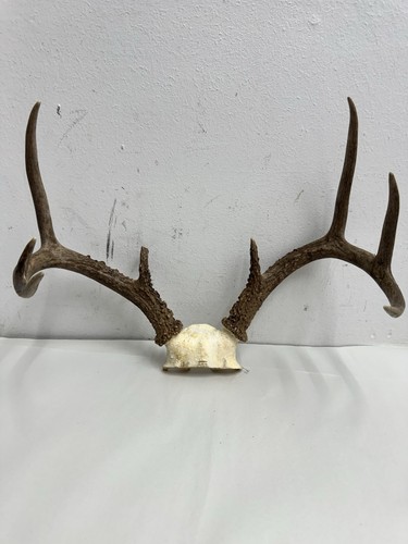 Real whitetail deer antlers - whitetail,