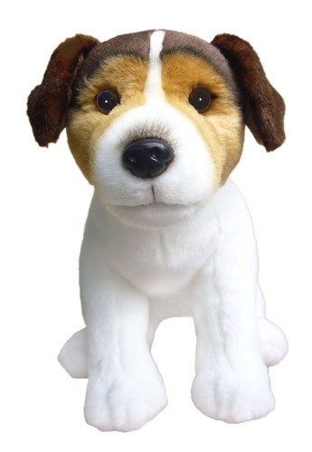 Tri colour jack russell - colour,