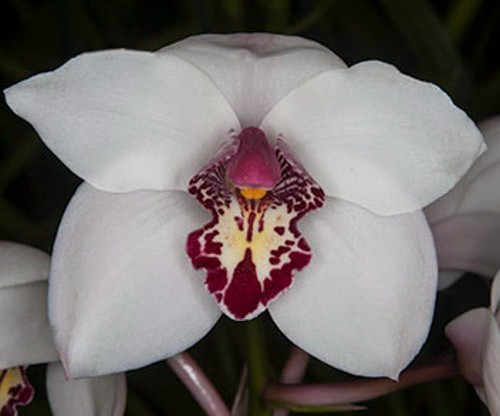 Flask plants cymbidium - 25,