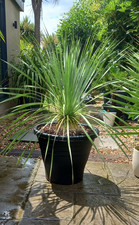 Yucca rostrata - Hardy Beaked Yucca, in large black pot, collection only.