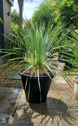Yucca rostrata hardy beaked - yucca,