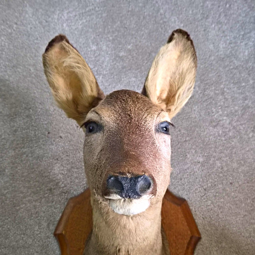Deer shoulder mount taxidermy - deer,