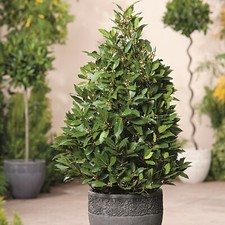 Bay Tree Pyramid Topiary Sweet Bay Evergreen 60-70cm 1 x 3-Litre Potted Plant
