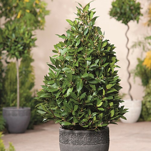 Bay tree pyramid topiary sweet - bay,
