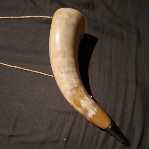 Cow bull blowing - blowing, bugle