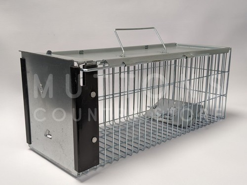 Rat trap squirrel - rat,