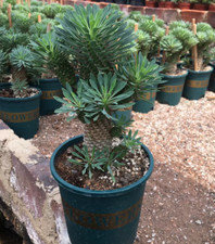 Succulent plant Euphorbia bupleurifolia SelfRooted Boutique High14-18cm 