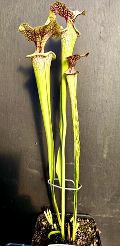 Sarracenia adrian slack - sarracenia,