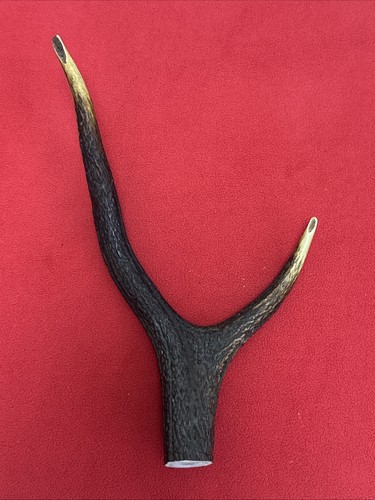 One piece deer antler - of, y